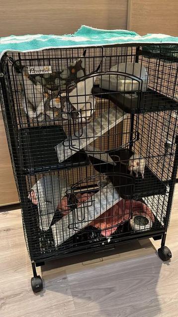 Rattenkooi en accessoires beschikbaar voor biedingen
