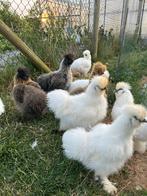 Zijdehoen 3 koppels, Dieren en Toebehoren, Meerdere dieren, Kip