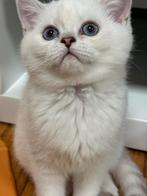 kittens Britse korthaar, Meerdere dieren, Gechipt, 0 tot 2 jaar