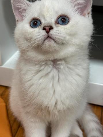 kittens Britse korthaar, Plusieurs animaux, Vermifugé, 0 à 2 ans