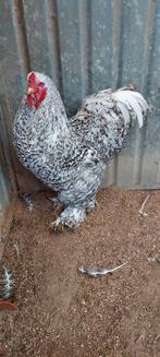 Brahma koekoek haan, Dieren en Toebehoren, Pluimvee, Mannelijk, Kip