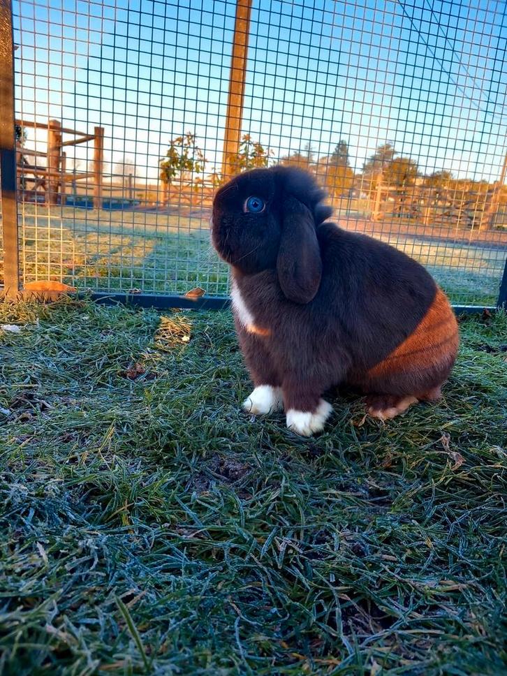 Mooie minilop konijntjes, Dieren en Toebehoren, Konijnen, Klein, Meerdere dieren, 0 tot 2 jaar, Hangoor