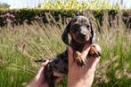 Prachtige kortharige dwerg teckel pups, Dieren en Toebehoren, Honden | Teckels en Dashonden, België, CDV (hondenziekte), 8 tot 15 weken