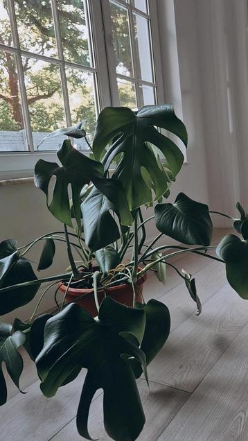 Monstera plant beschikbaar voor biedingen