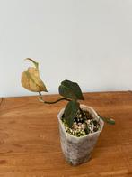 Philodendron Micans Mint Variegata, Ophalen of Verzenden