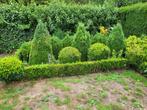 Buxus, Tuin en Terras, Ophalen, Buxus
