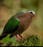 Koppel groenvleugelduif onverwant, Dieren en Toebehoren, Pluimvee, Meerdere dieren, Overige soorten