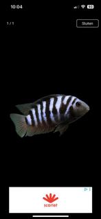 Jonge zebra’s cicliden, Dieren en Toebehoren, Vissen | Aquariumvissen, Vis, Zoetwatervis