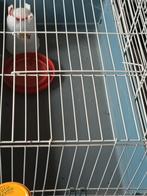 Dwerkonijne kooi, Ophalen, Zo goed als nieuw, Kooi, Cavia