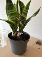 Kamerplant, Ophalen, Overige soorten