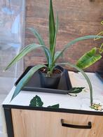 Plant nr 22, Ophalen