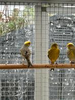 Lizard kanarie, Dieren en Toebehoren, Vogels | Kanaries, Meerdere dieren, Postuurkanarie