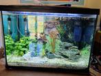 SUPERFISH START 100 L TROPICAL KIT NOIR, Ophalen, Zo goed als nieuw, Gevuld zoetwateraquarium