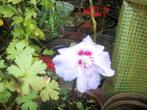 Hibiscus nog enkele verschillende kleuren, Tuin en Terras, Planten | Tuinplanten, Volle zon, Vaste plant, Zomer, Ophalen