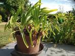 Grote Agapanthus plant in mooie keramieken pot., Vaste plant, Halfschaduw, Zomer, Ophalen