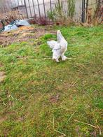 Koppel brahma wit Colombia te koop van 2025 verschillend blo, Dieren en Toebehoren, Pluimvee