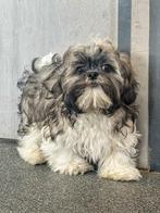 prachtig beligische lhasa apso pupje beschikbaar!!, Dieren en Toebehoren, Honden | Chihuahua's en Gezelschapshonden, België, CDV (hondenziekte)