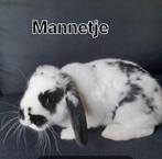 2 tamme hangoor dwergkonijntjes, Hangoor