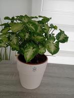 Syngonium, Huis en Inrichting, Kamerplanten, Ophalen