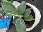 Musa, Ophalen