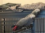 Roodstaart Pop, Dieren en Toebehoren, Vogels | Parkieten en Papegaaien, Vrouwelijk