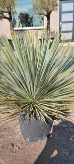 Yucca Rostrata - palmlelie, Tuin en Terras, Planten | Tuinplanten, Ophalen