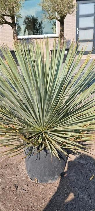 Yucca Rostrata - palmlelie, Tuin en Terras, Planten | Tuinplanten, Ophalen