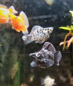 Hobbyaquarium Balloon molly, Dieren en Toebehoren, Vissen | Aquariumvissen, Vis, Zoetwatervis, Schoolvis