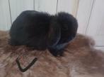 Nestje minilops/nhd, Dieren en Toebehoren, Konijnen, Meerdere dieren, Dwerg, Hangoor, 0 tot 2 jaar