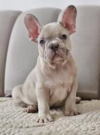 Bouledogue francais, Dieren en Toebehoren, België, Fokker | Hobbymatig, Reu, CDV (hondenziekte)