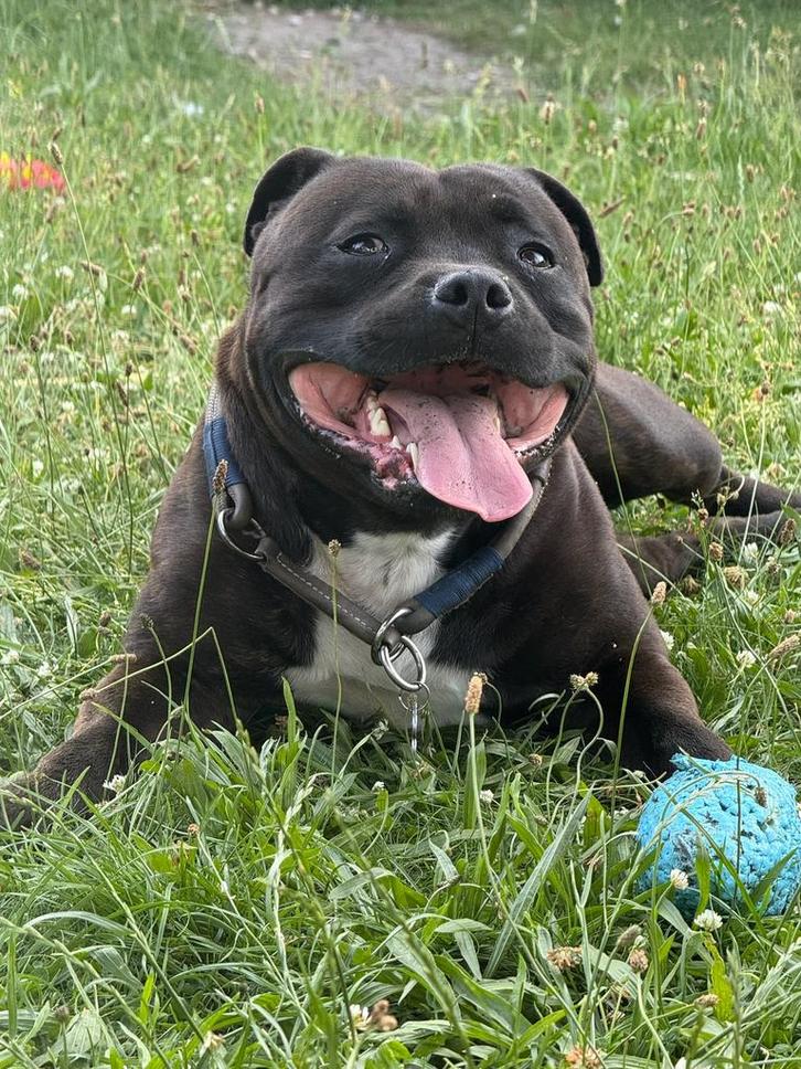 DEKREU Engelse Staffordshire Bull terriër, Dieren en Toebehoren, Honden | Dekreuen, Reu, Fokker | Hobbymatig, Eén hond, België