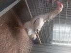 Shamo hen groot, Dieren en Toebehoren, Pluimvee
