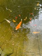 Koi japonais (jeunes 2025)