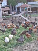legkippen, Dieren en Toebehoren, Pluimvee, Vrouwelijk, Kip