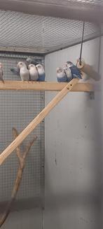 10 jeune inséparables