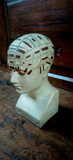 Modèle anatomique du crâne, phrénologie, anatomie, Antiquités & Art, Enlèvement ou Envoi