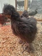 pluimvee, Dieren en Toebehoren, Pluimvee | Toebehoren, Ophalen of Verzenden, Overige typen