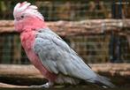 Op zoek naar een paar Rosalbin-kaketoes, Dieren en Toebehoren, Vogels | Parkieten en Papegaaien