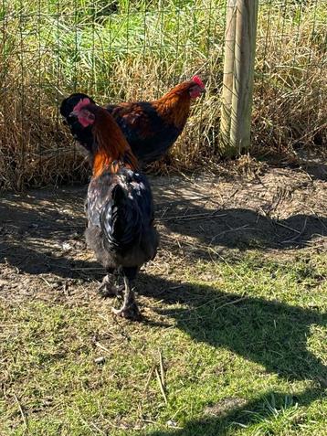 Jeunes coqs marans disponible aux enchères