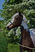 Jument 12ans, Chevaux, Récréation