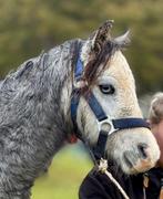 Onwijs leuke en mooi A welsh hengst 2 jaar, Dieren en Toebehoren, Hengst
