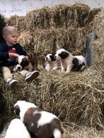 Sint-Bernard puppy, Dieren en Toebehoren, Honden | Bulldogs, Pinschers en Molossers, België, Fokker | Hobbymatig, Overige rassen