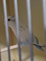 Roseicollis, Dieren en Toebehoren, Vogels | Parkieten en Papegaaien