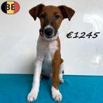 Prachtige Engelse Foxterriërs pups te koop, Dieren en Toebehoren, België, 15 weken tot 1 jaar, CDV (hondenziekte), Meerdere