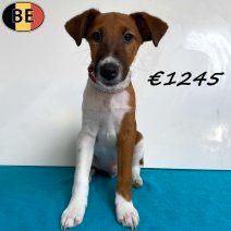 Prachtige Engelse Foxterriërs pups te koop, Dieren en Toebehoren, Honden | Jack Russells en Terriërs, Reu, Overige rassen, Handelaar