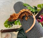 Wimpergekko harlequin