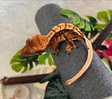 Wimpergekko harlequin beschikbaar voor biedingen