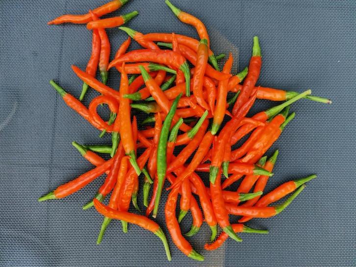 5 zaden pepers Lanterna de foc - matig heet, Tuin en Terras, Bloembollen en Zaden, Zaad, Voorjaar, Verzenden