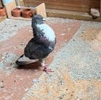 Moroncelo-duiven, Dieren en Toebehoren