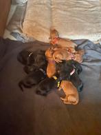 Eenmalig nestje met cocker pups., Dieren en Toebehoren, België, Particulier, 8 tot 15 weken, CDV (hondenziekte)